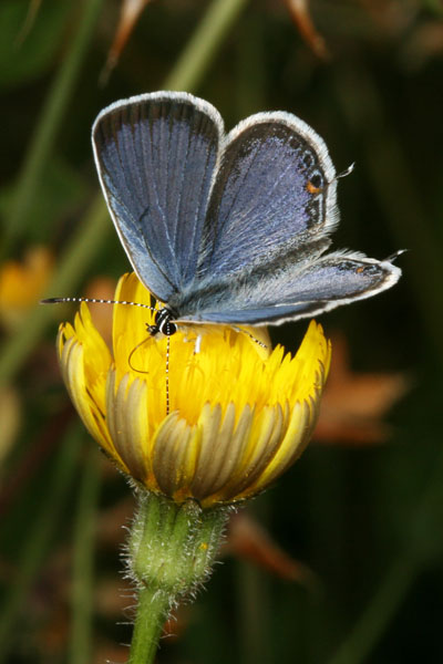 Cupido comyntas sissona - The Eastern Tailed Blue