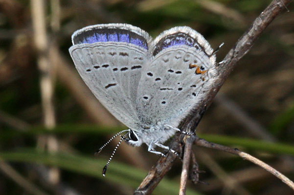 Cupido comyntas sissona - The Eastern Tailed Blue