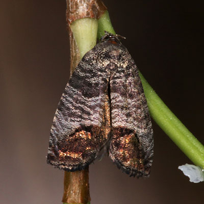 Cydia pomonella - The Codling Moth