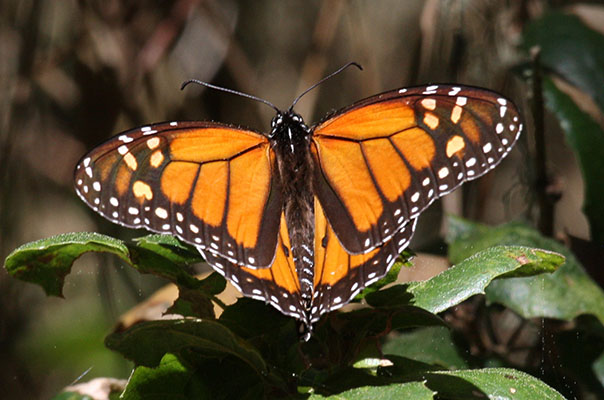 Danaus plexippus - The Monarch