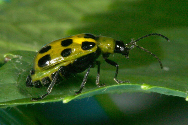 Diabrotica u. undecimpunctata - The Western Spotted Cucumber Beetle