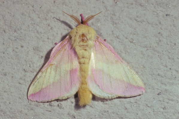 Dryocampa rubicunda - The Rosy Maple-moth