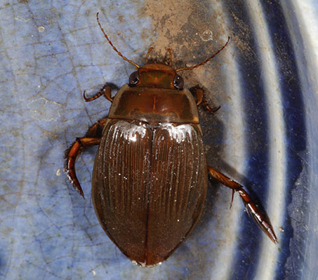 Dytiscus hatchi - A Predaceous Diving Beetle