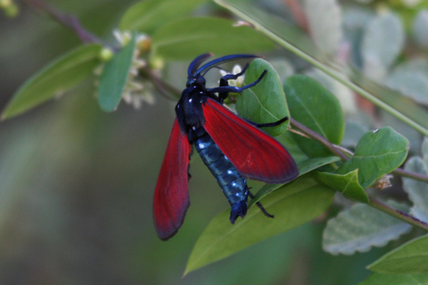 Empyreuma pugione - The Spotted Oleander Caterpillar Moth