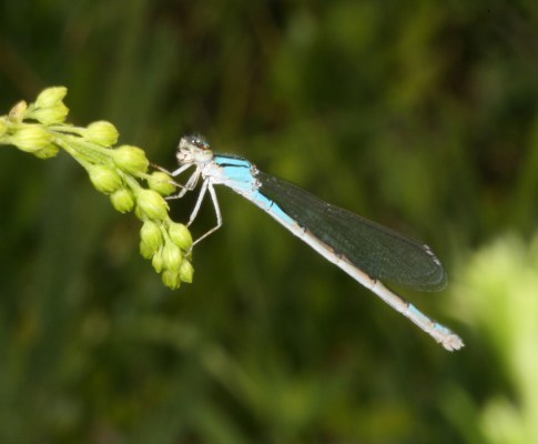 Enallagma carunculatum - The Tule Bluet (a pond damselfly)