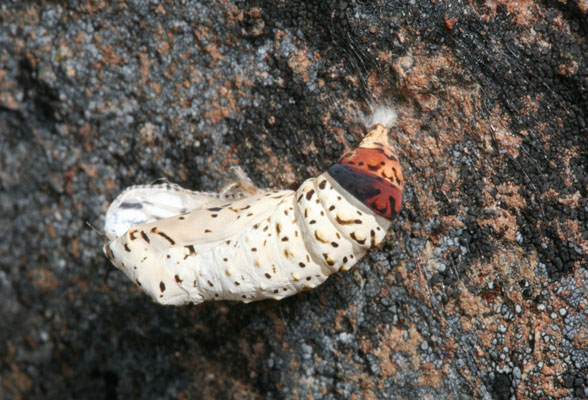 Euphydryas pupa