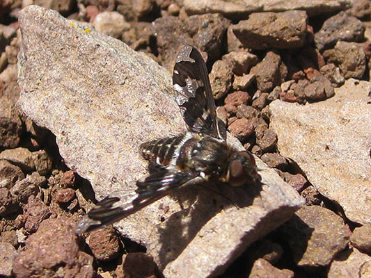 Exoprosopa dorcadion - Progressive Bee Fly