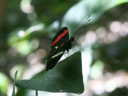 Heliconius erato petiverana, The Crimson-patched Longwing