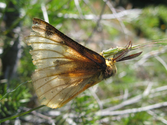 Hemileuca eglanterina - The Elegant Sheep Moth