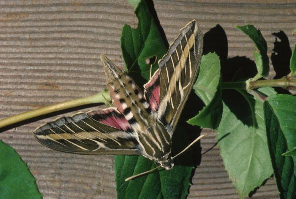 Hyles lineata - The White-lined Sphinx