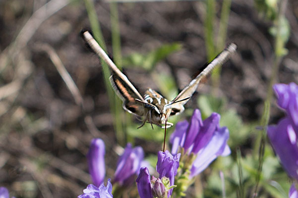 Hyles lineata - The White-lined Sphinx