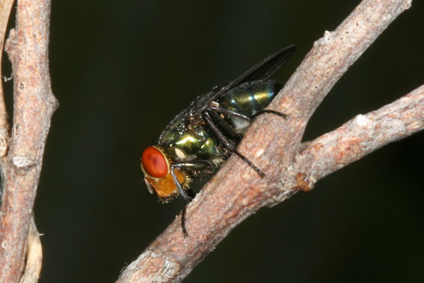 Unidentified Blow-fly
