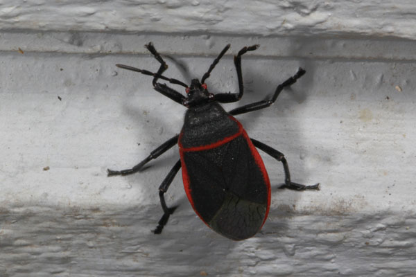 Largus cinctus - The Bordered Plant Bug
