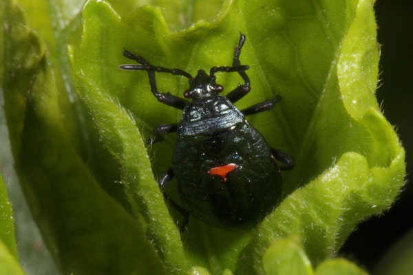 Largus cinctus - The Bordered Plant Bug