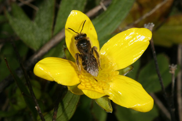 Lasioglossum sp. - Female Sweat Bee