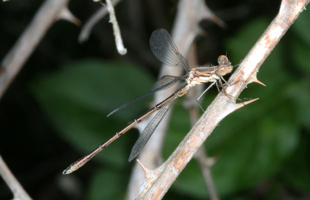 Lestes unguiculatus - The Lyre-tipped Spreadwing