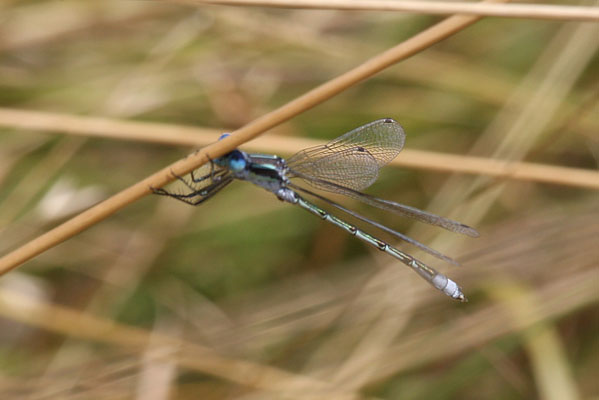 Lestes unguiculatus - The Lyre-tipped Spreadwing