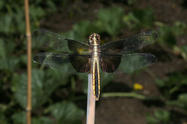 Libellula luctuosa, female - The Widow Skimmer, a dragonfly