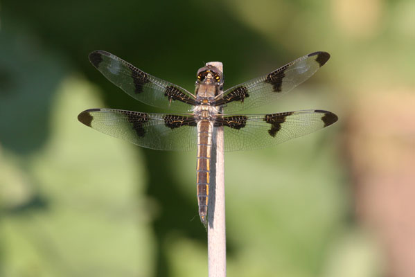 Libellula pulchella - The Twelve-spotted Skimmer)