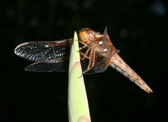 Libellula saturata, female - The Flame Skimmer, a dragonfly