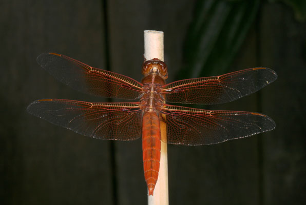 Libellula saturata, male - The Flame Skimmer, a dragonfly