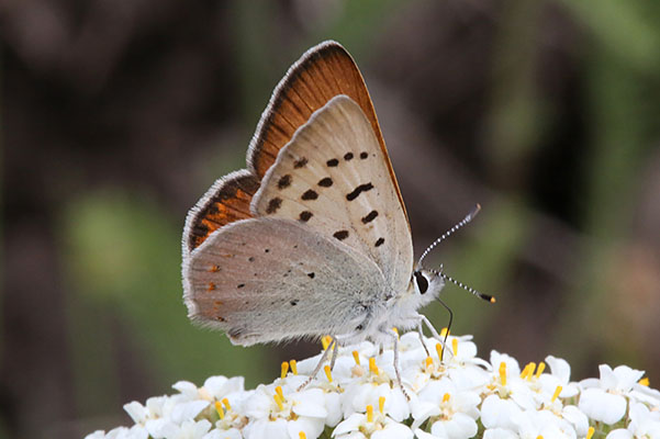 Lycaena nivalis nr. warnermontana - The Lilac-bordered Copper