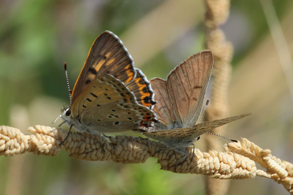 Lycaena xanthoides nigromaculata - The Great Copper