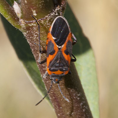 Lygaeus kalmii - The Small Milkweed Bug