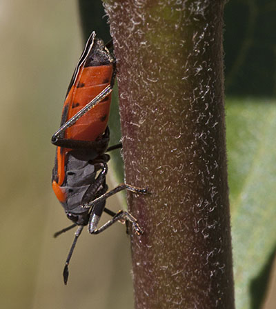 Lygaeus kalmii - The Small Milkweed Bug