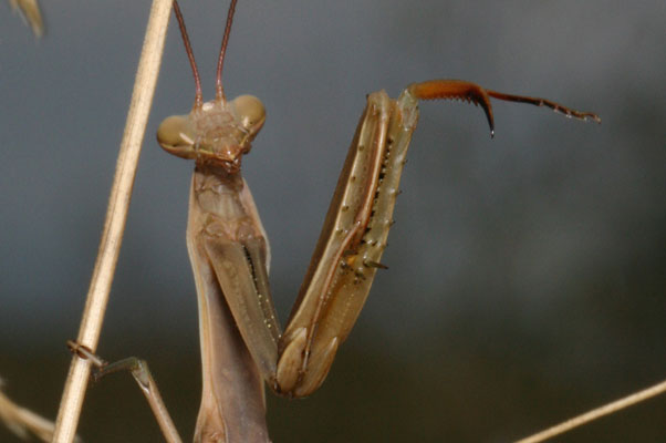 Mantis religiosa - The European Mantis