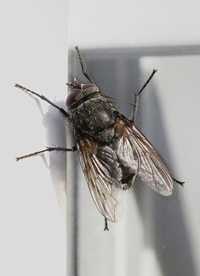 Musca domestica - House Fly