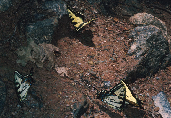 Papilio glaucus - The Tiger Swallowtail