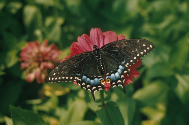 Papilio polyxenes asterius - The Black Swallowtail