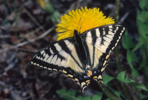 Papilio canadensis - The Canadian Tiger Swallowtail