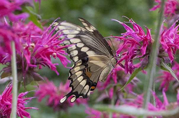 Papilio cresphontes - The Giant Swallowtail