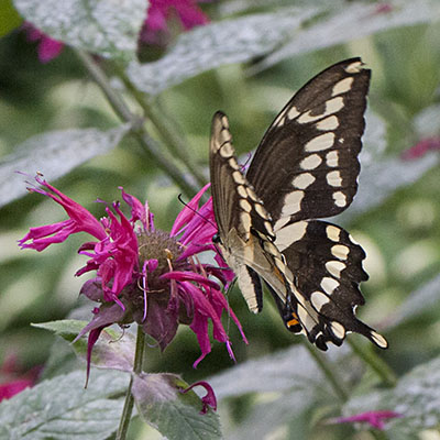 Papilio cresphontes - The Giant Swallowtail
