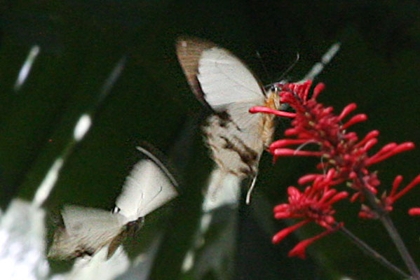 Papilio dardanus dardanus - The Mocker Swallowtail