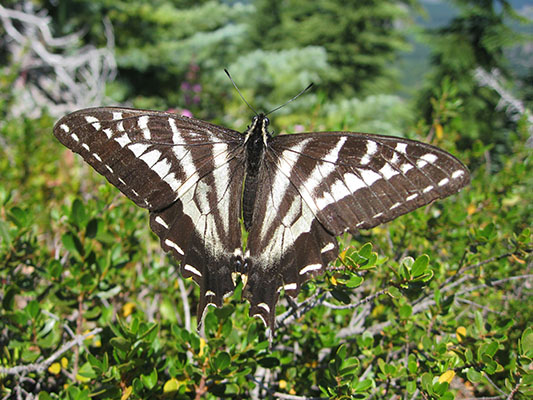 Papilio eurymedon - The Pale Swallowtail