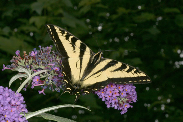 Papilio rutulus - The Western Tiger Swallowtail
