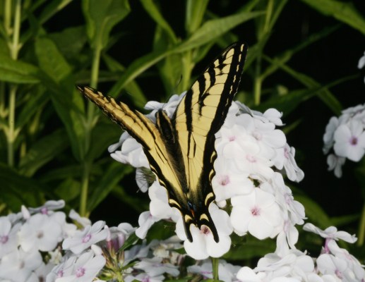 Papilio rutulus - The Western Tiger Swallowtail