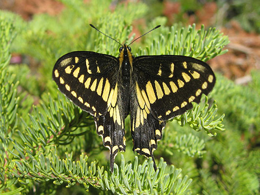Papilio z. zelicaon - The Anise Swallowtail