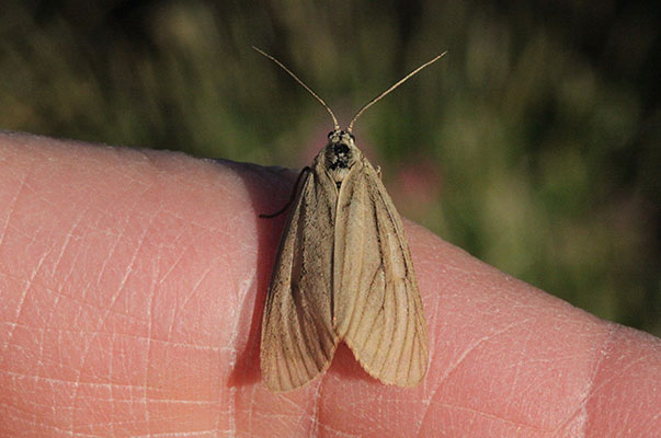 Cydia pomonella - The California Oak Moth