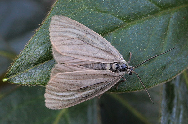 Cydia pomonella - The California Oak Moth