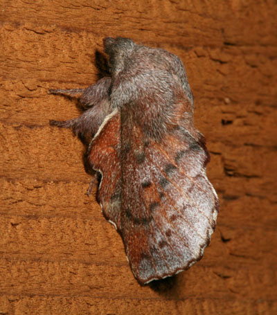 Phyllodesma americana - The American Lappet Moth