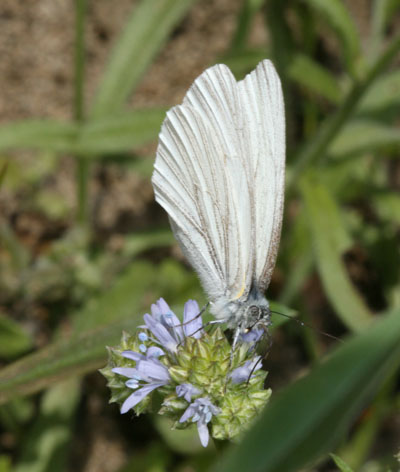 Pieris marginalis castoria - The Margined White