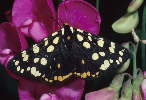Platyprepia virginalis - The Ranchman's Tiger-moth