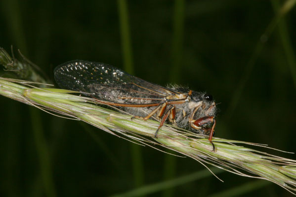 Platypedia minor - The Minor Cicada