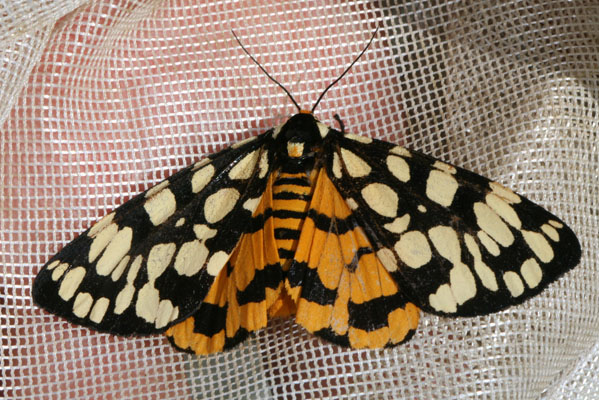Platyprepia virginalis - The Ranchman's Tiger-moth