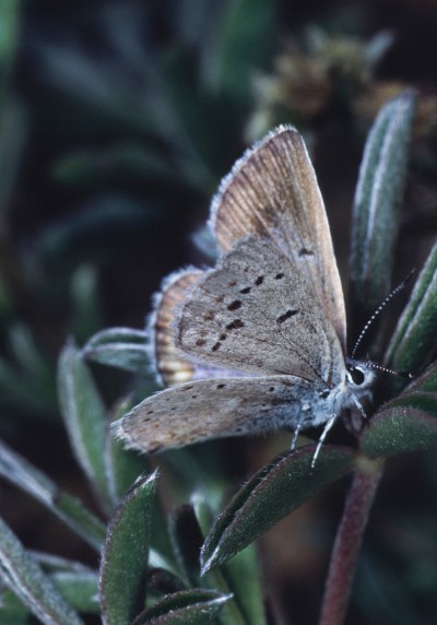 Plebejus icarioides evius - Boisduval's Blue