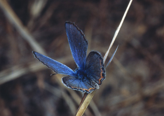 Plebejus lupini monticola - The Lupine Blue